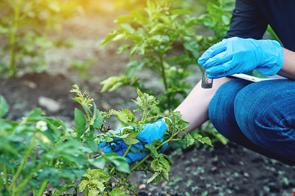 An image of us collecting soil for testing